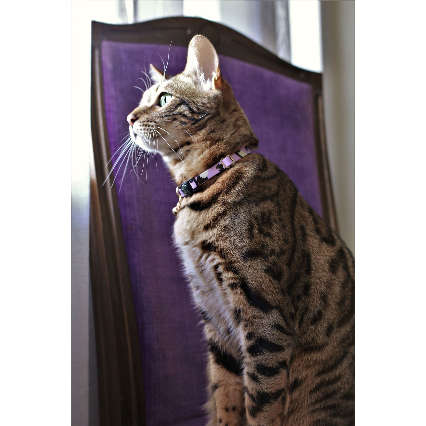 animal cat collar (lilac)