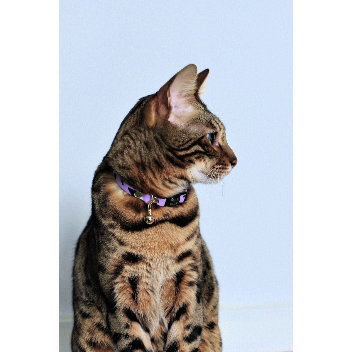 animal cat collar (lilac)