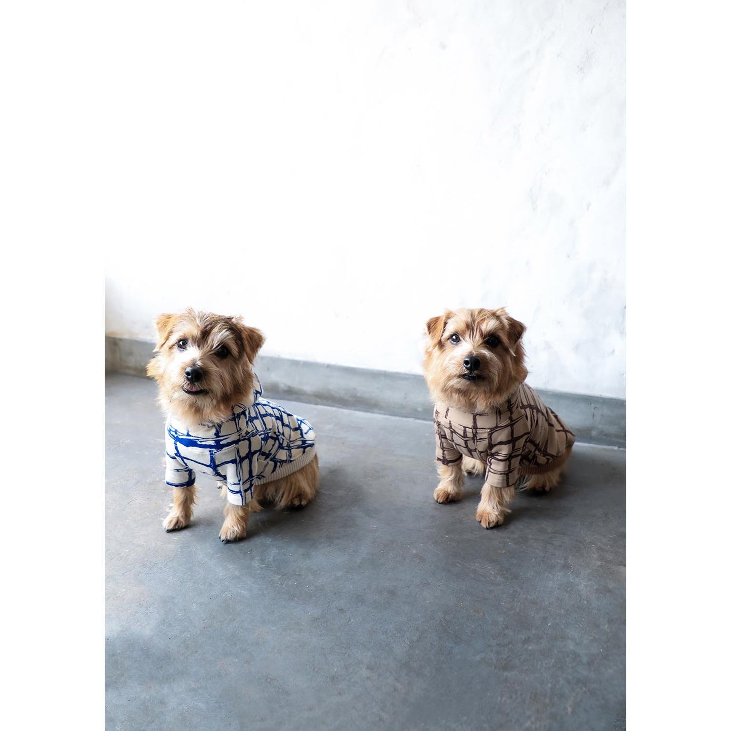 DOG hoodie