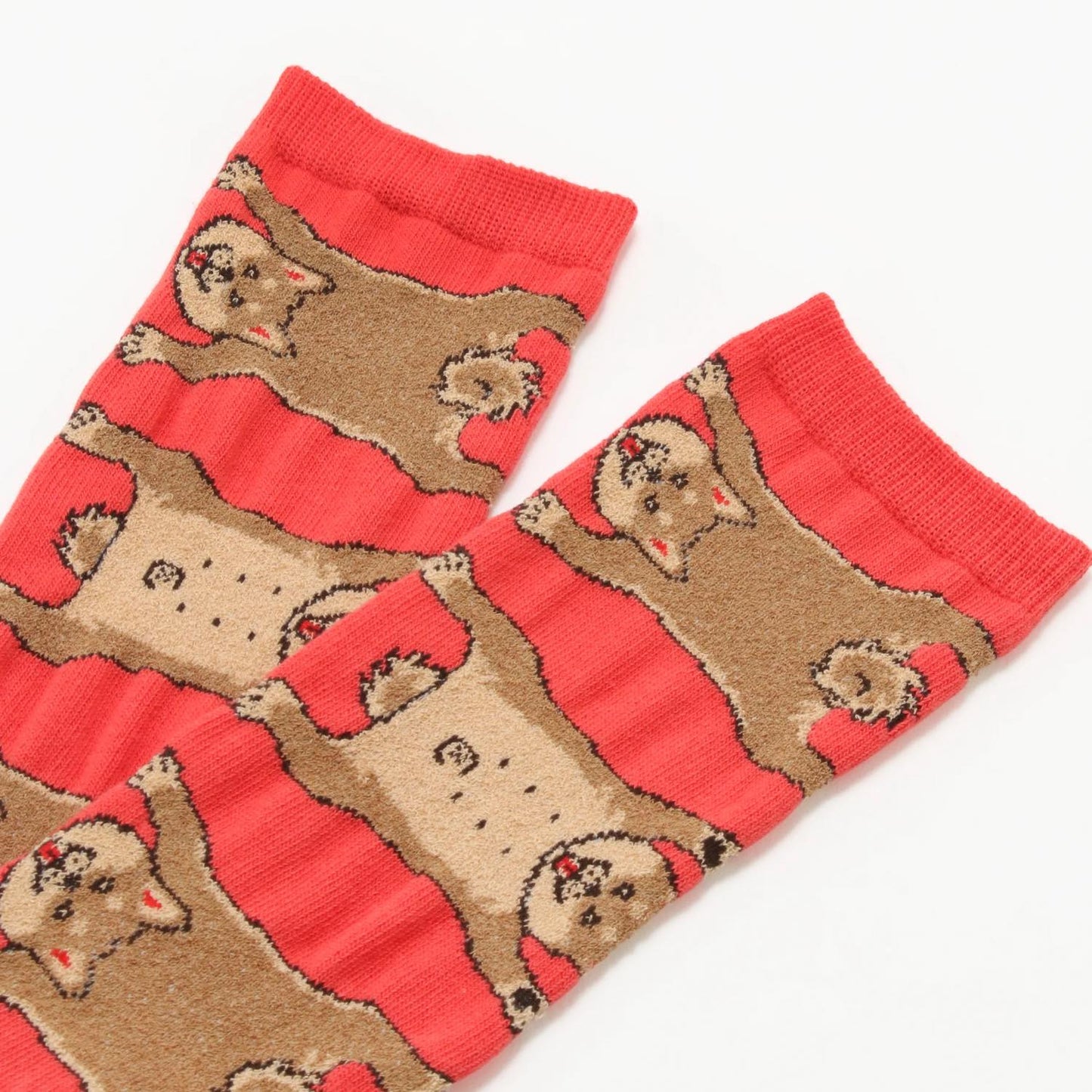 Socks 柴犬