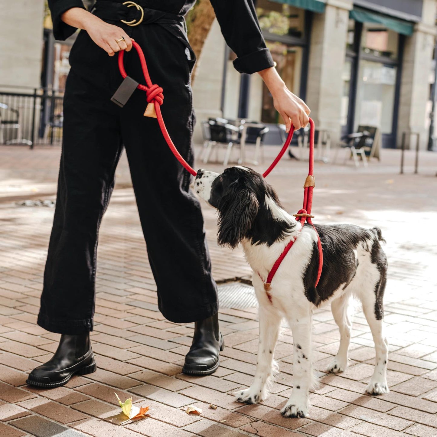 Ray Harness(レイ ハーネス) ハーネスとリードが一体化したミニマルデザイン。