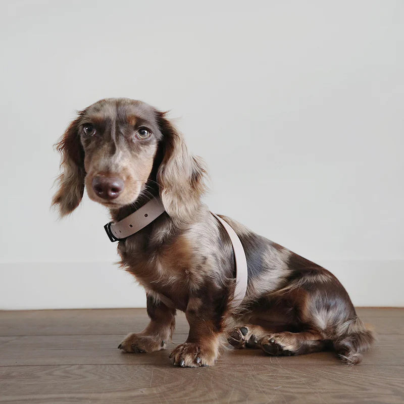 OTTO DOG HARNESS CABIN