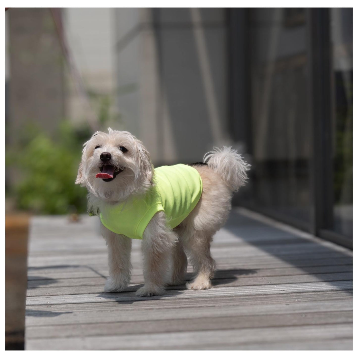 DOG WEAR クーリングタンク ネオンYELLOW