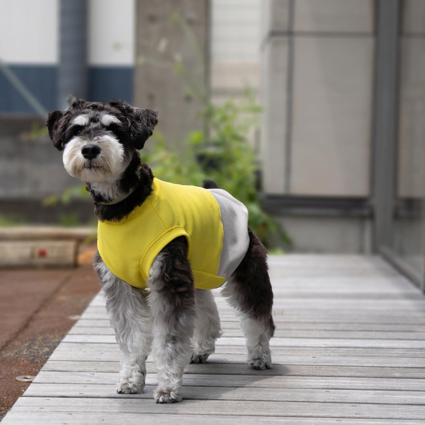 DOG WEAR クーリングタンクバイカラーYE×GY