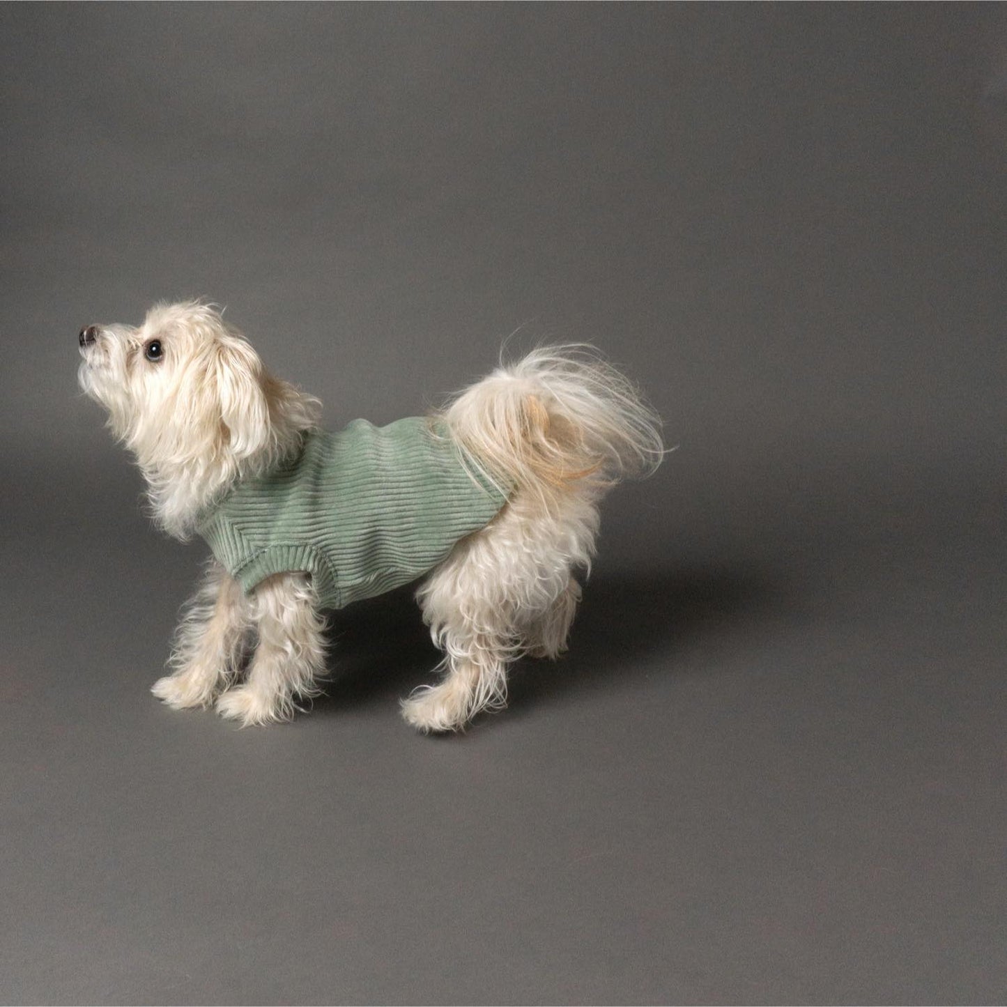 woof U Re-BORN Label ドッグウェア コーデュロイ