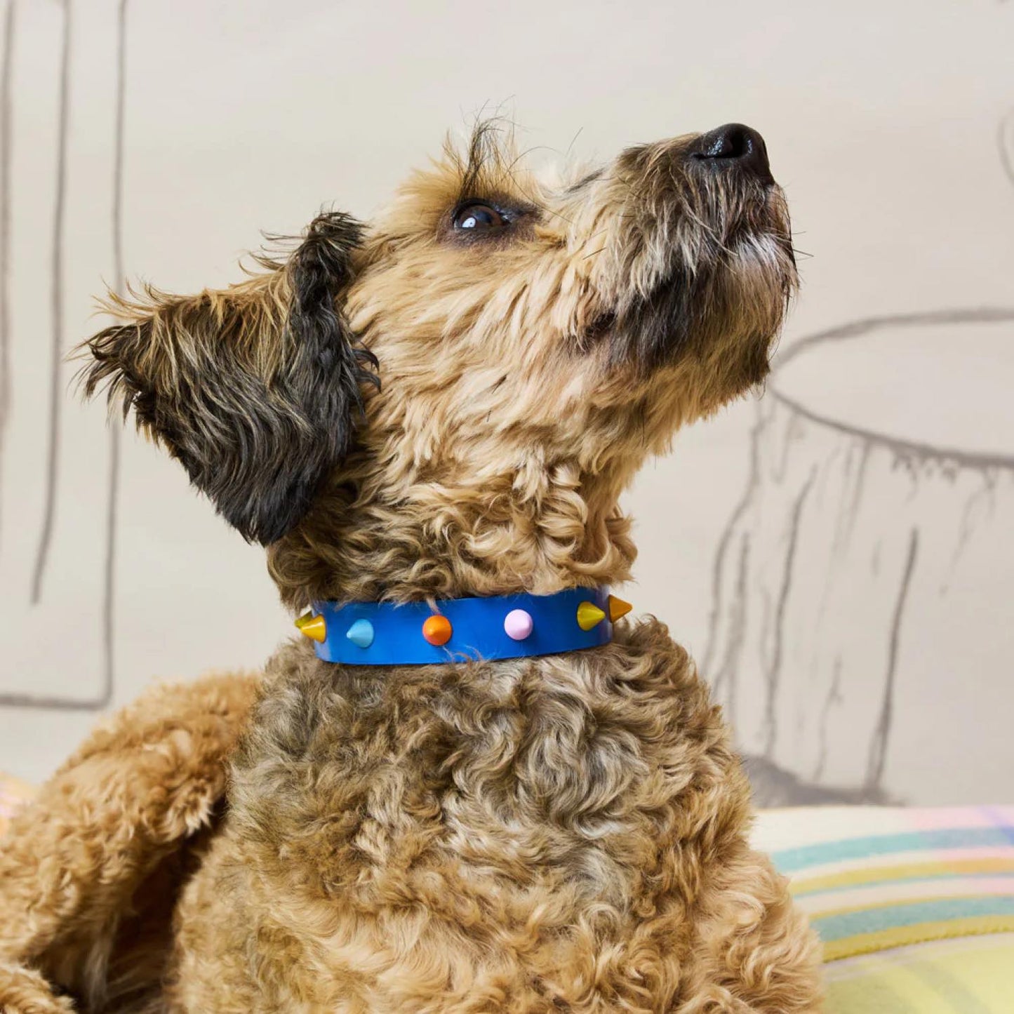 SMOOTH SPIKE DOG COLLAR SALT COAST