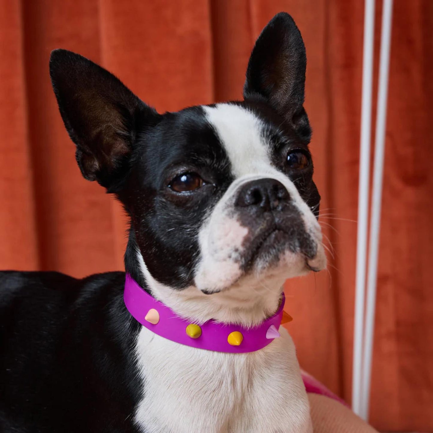 SMOOTH SPIKE DOG COLLAR ULTRA VIOLET