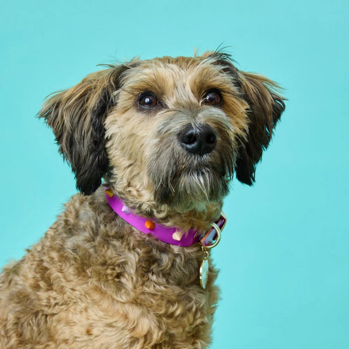 SMOOTH SPIKE DOG COLLAR ULTRA VIOLET