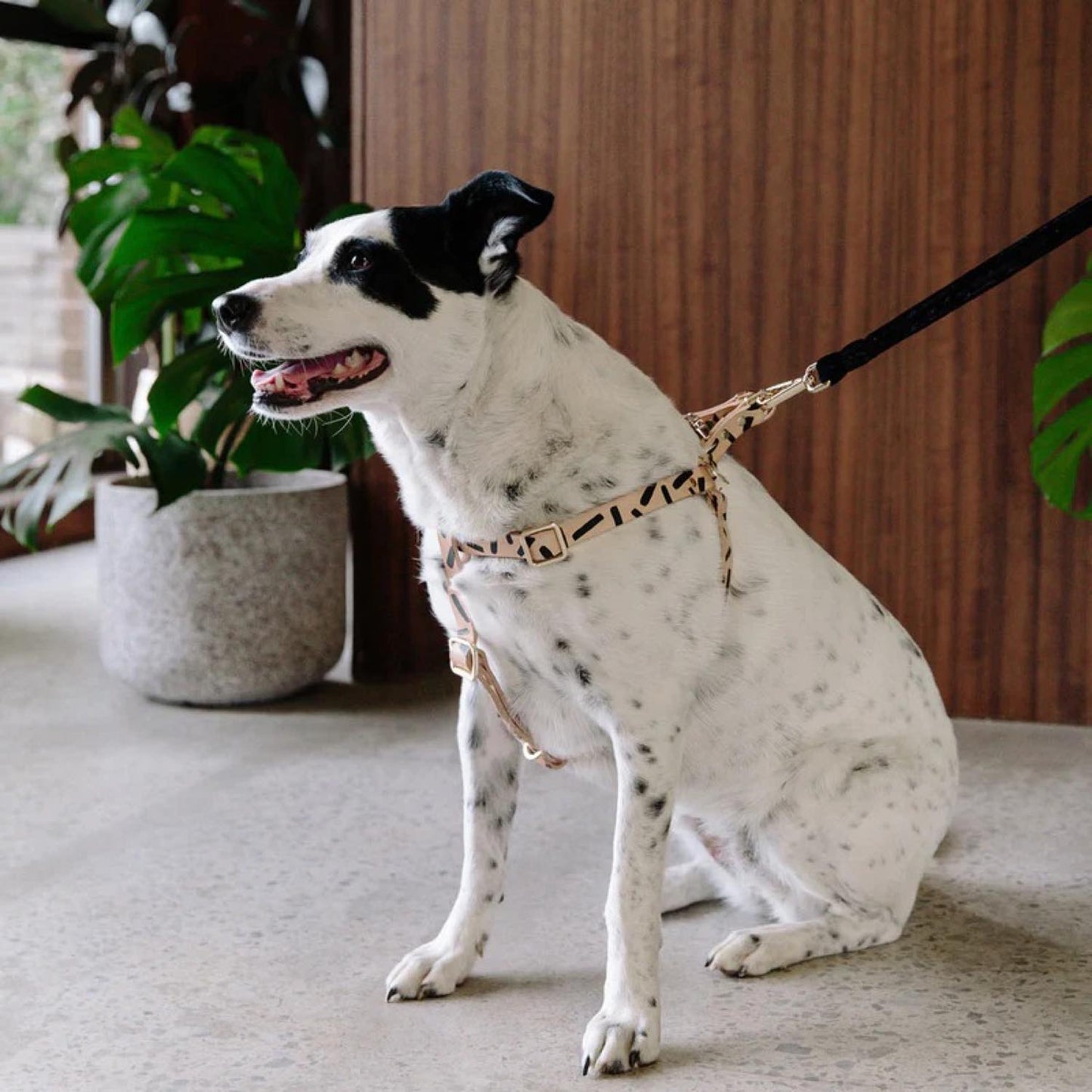 tiggy dog harness (Black)
