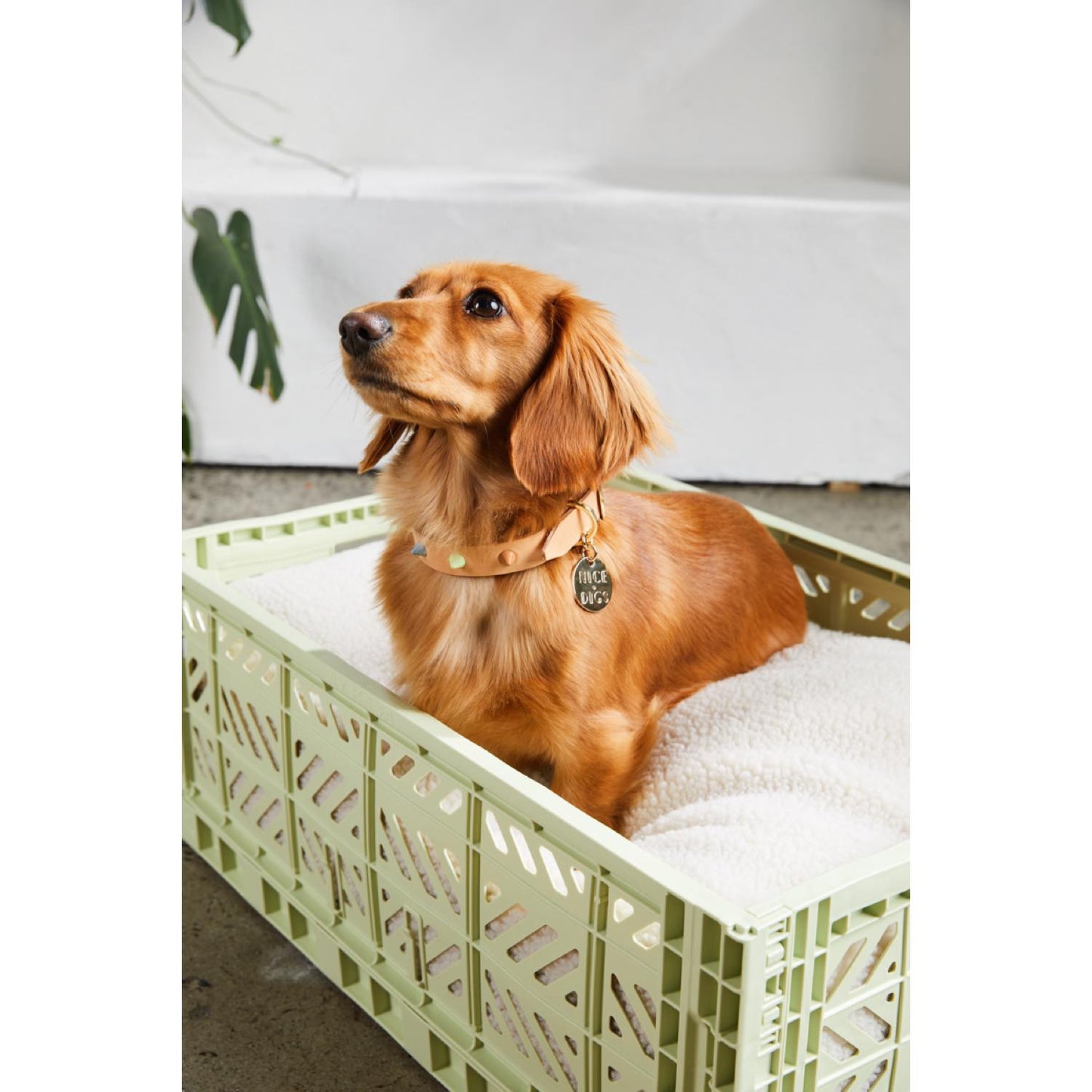 smooth spike dog collar (pastel party tan)