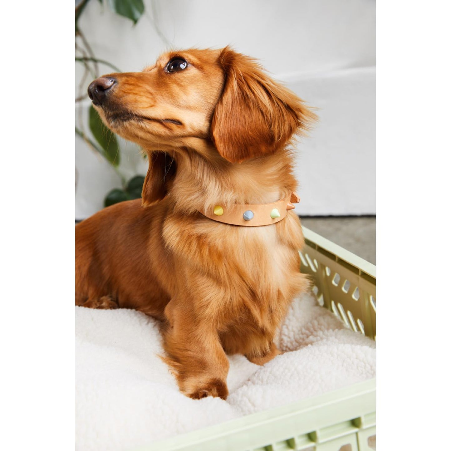smooth spike dog collar (pastel party tan)