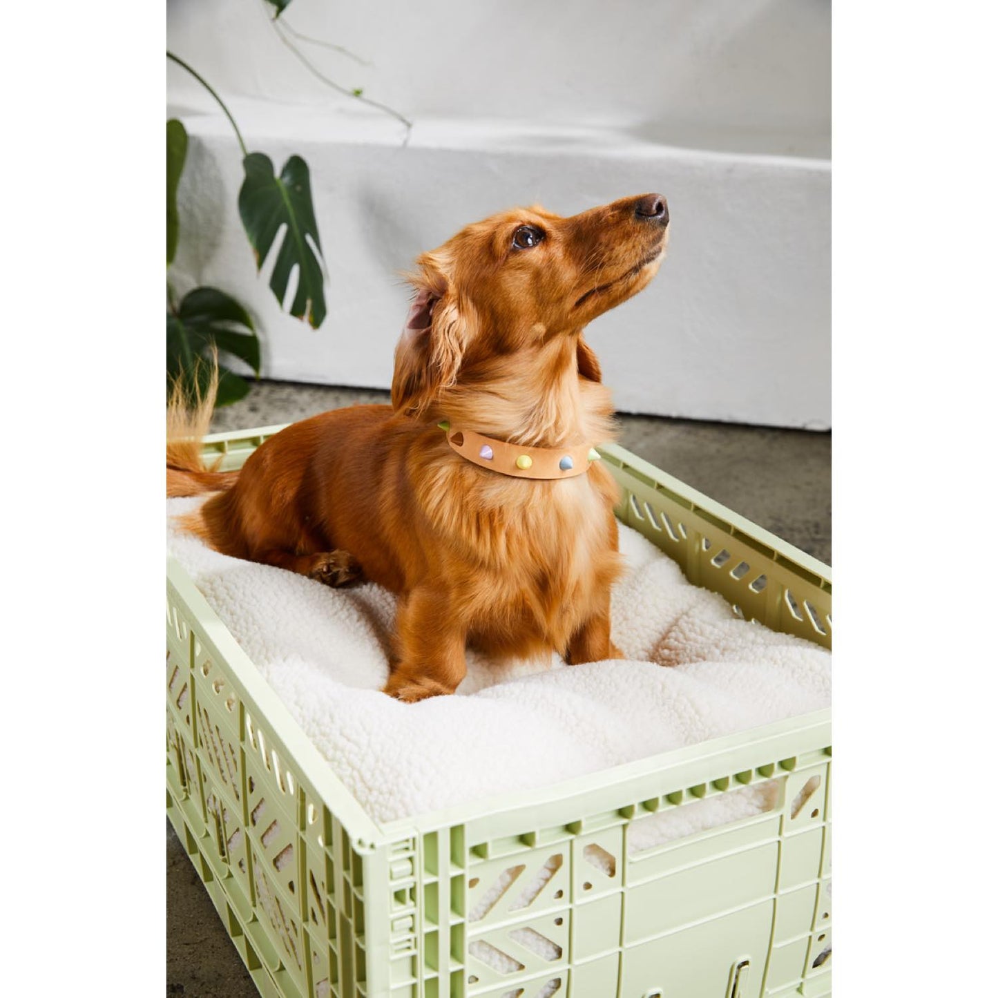 smooth spike dog collar (pastel party tan)