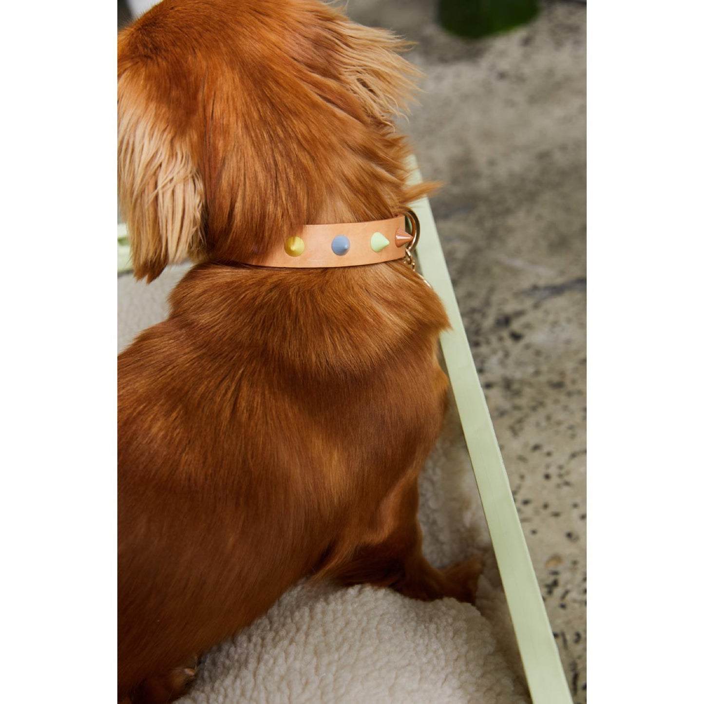 smooth spike dog collar (pastel party tan)