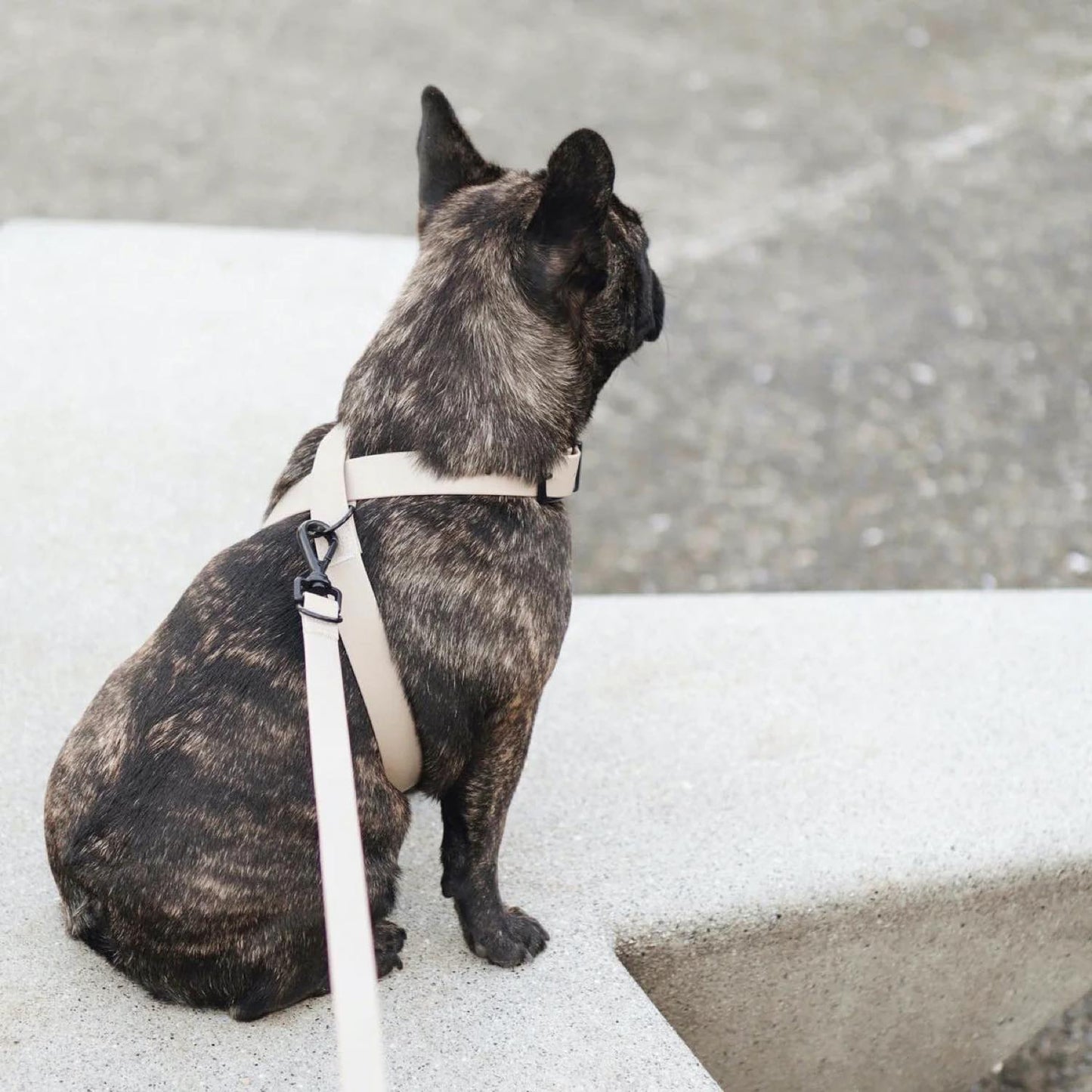 OTTO DOG HARNESS CABIN