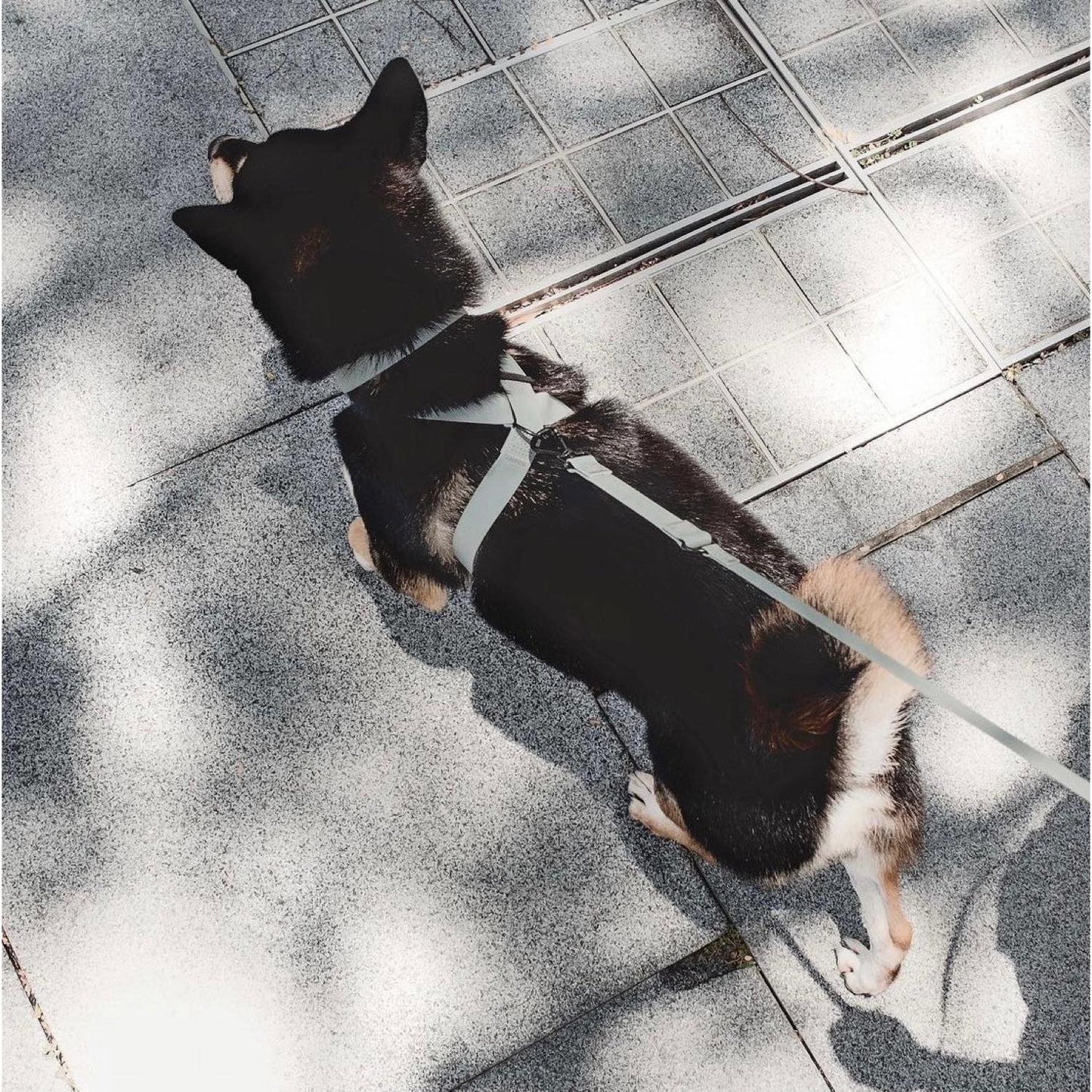 OTTO DOG HARNESS TIDE