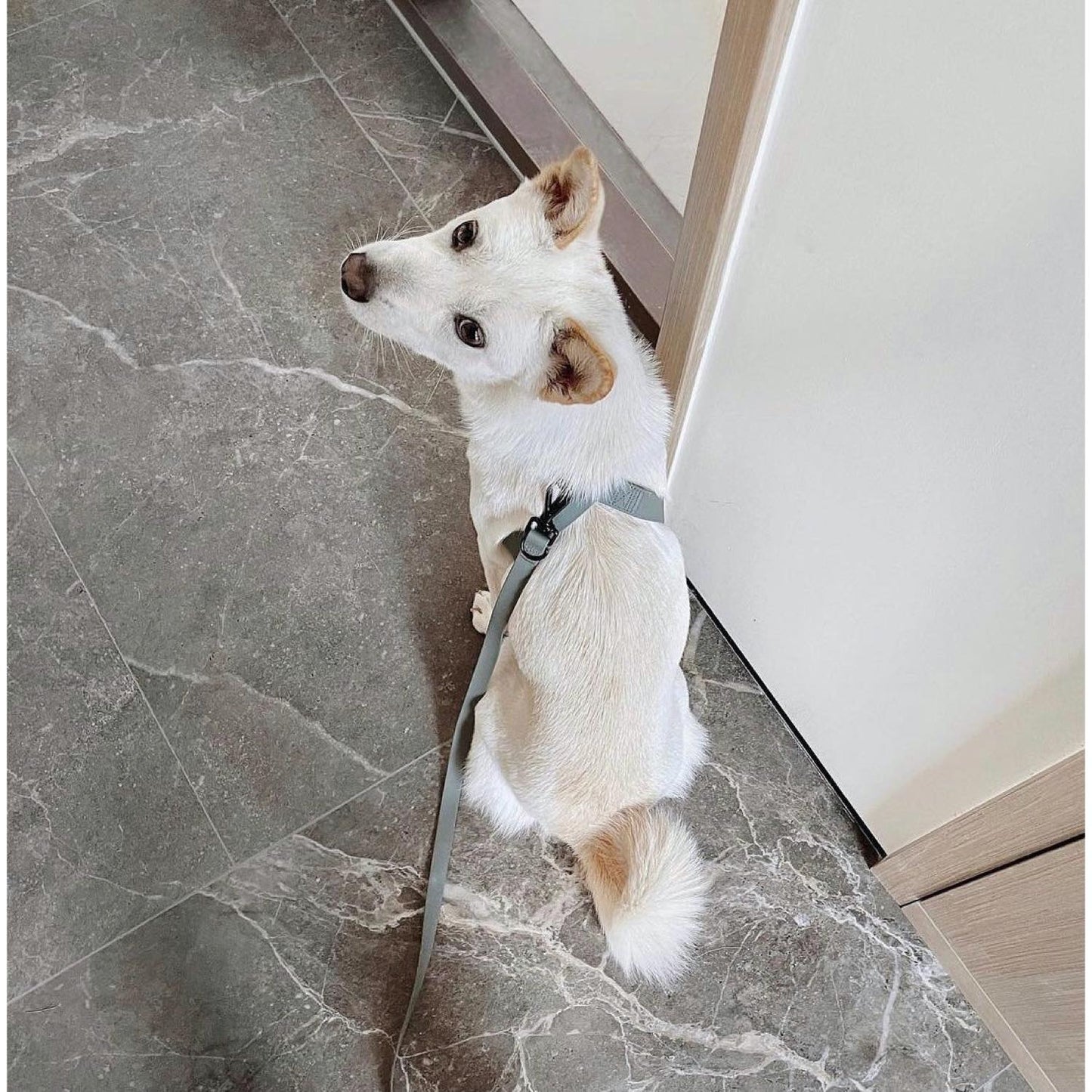 OTTO DOG HARNESS TIDE