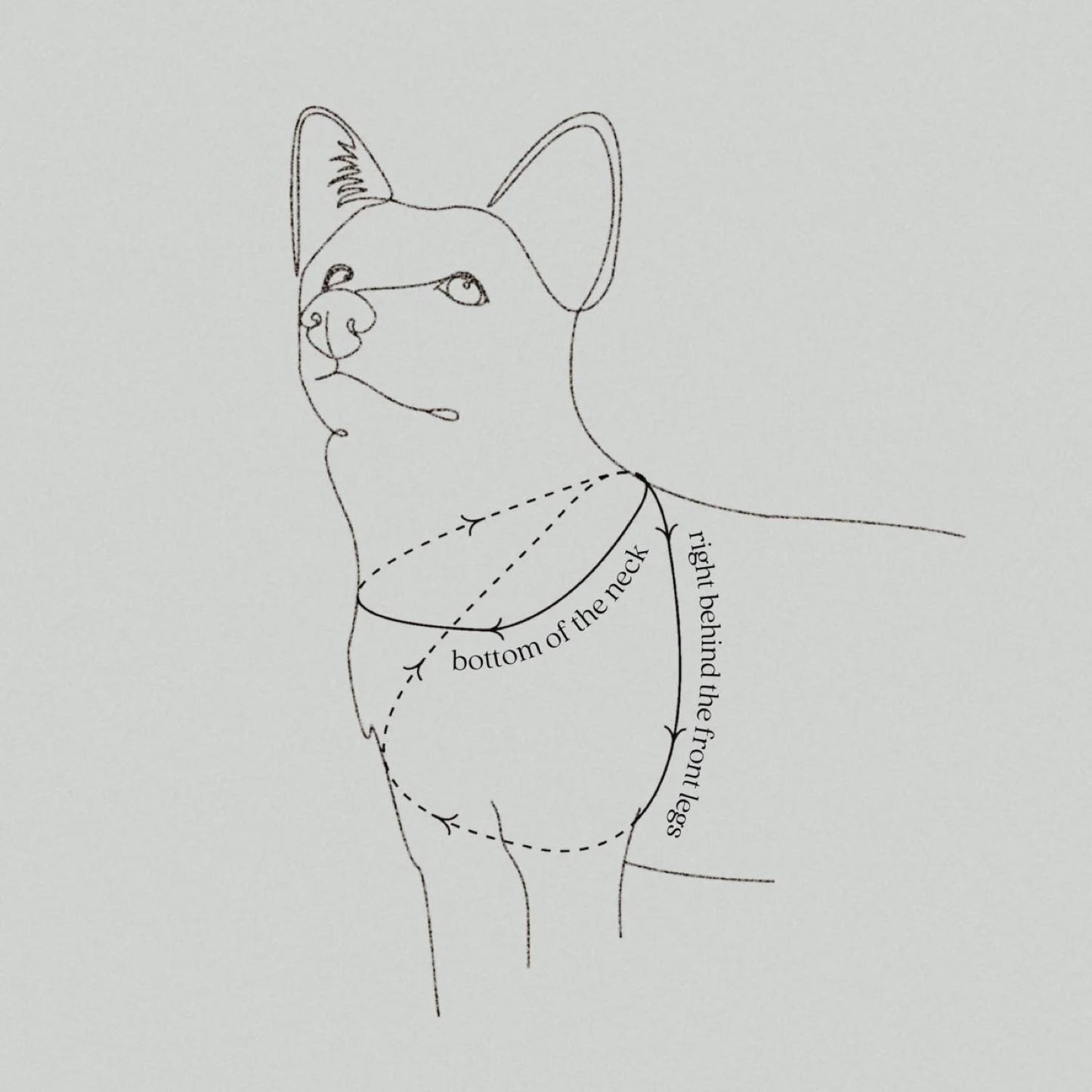 OTTO DOG HARNESS TIDE