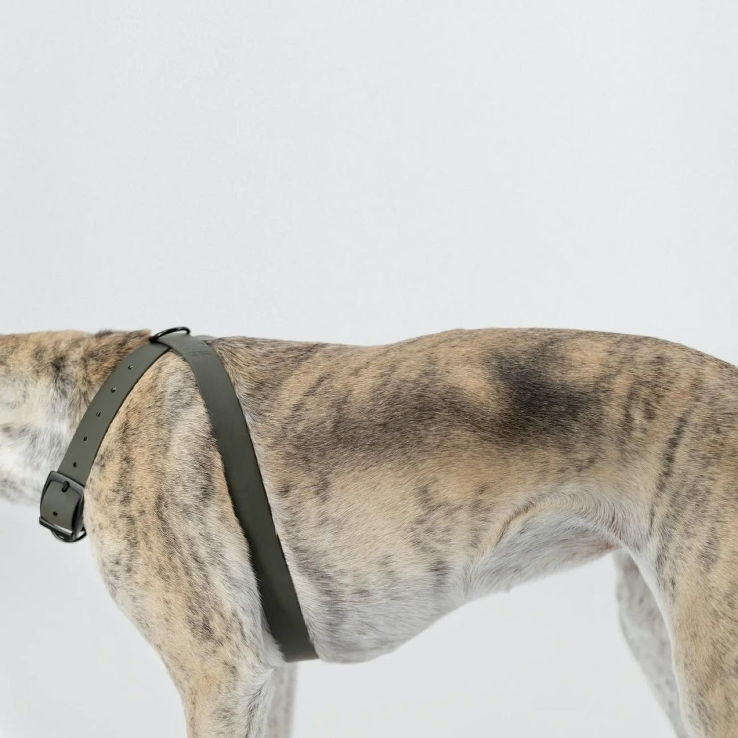 OTTO DOG HARNESS PINE