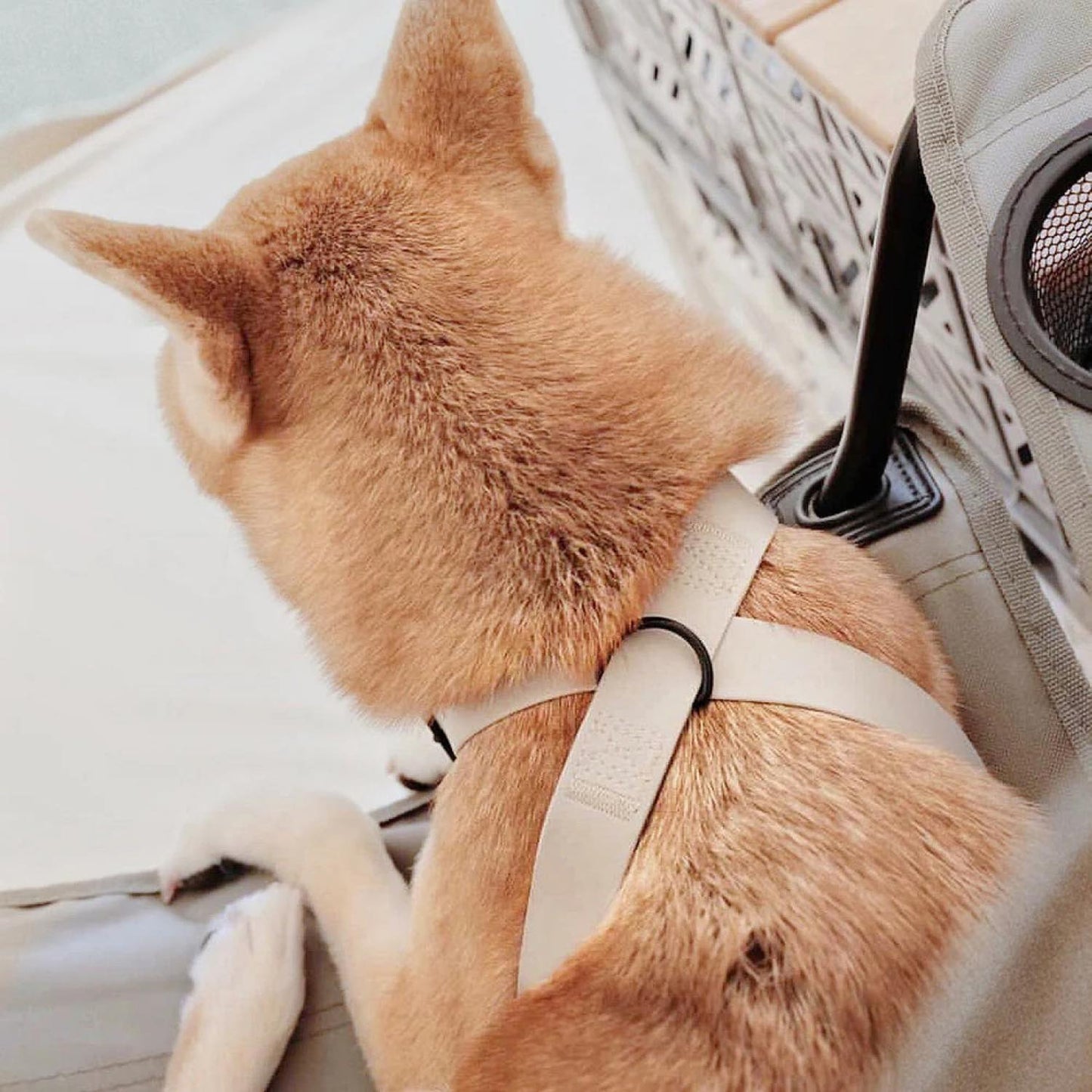 OTTO DOG HARNESS CABIN