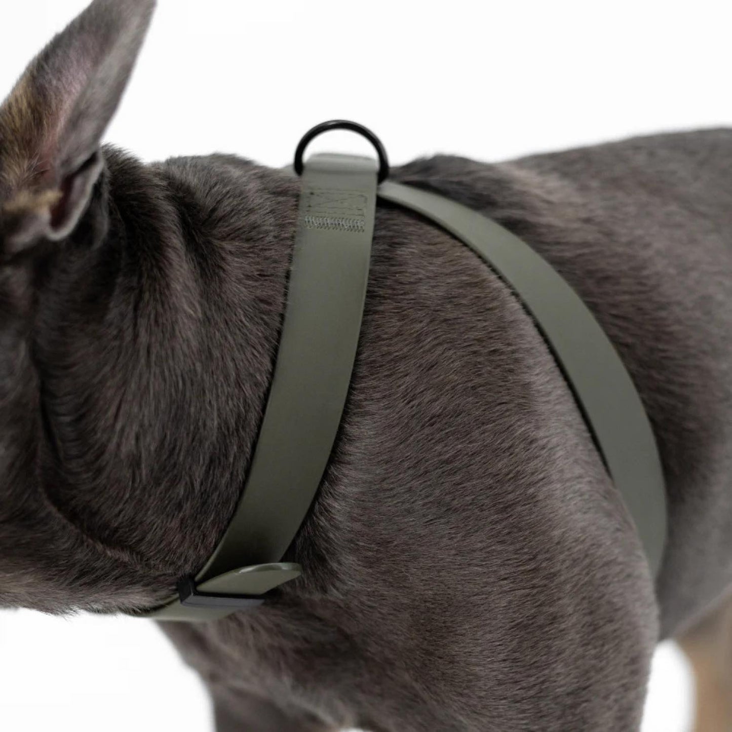 OTTO DOG HARNESS PINE
