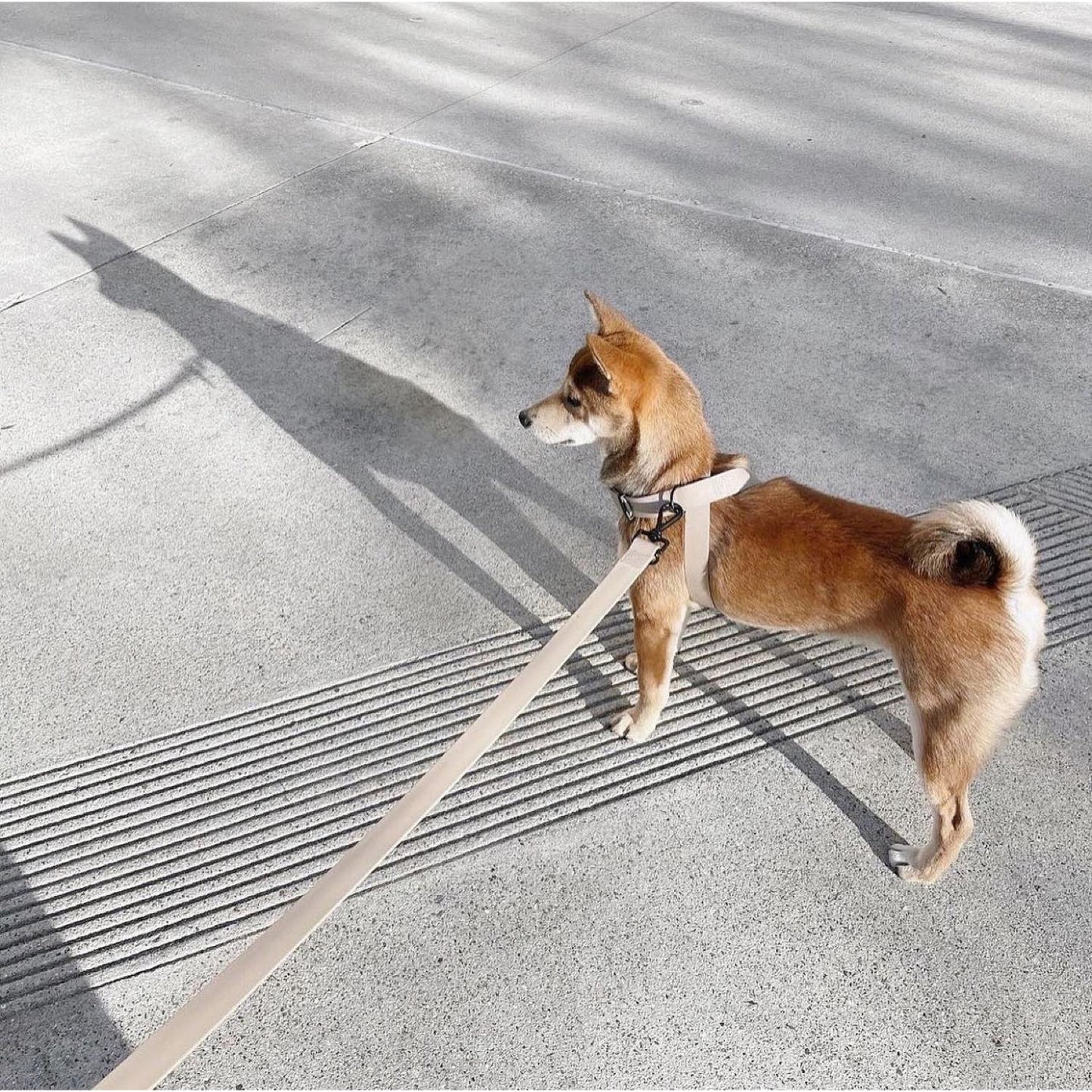 OTTO DOG HARNESS CABIN