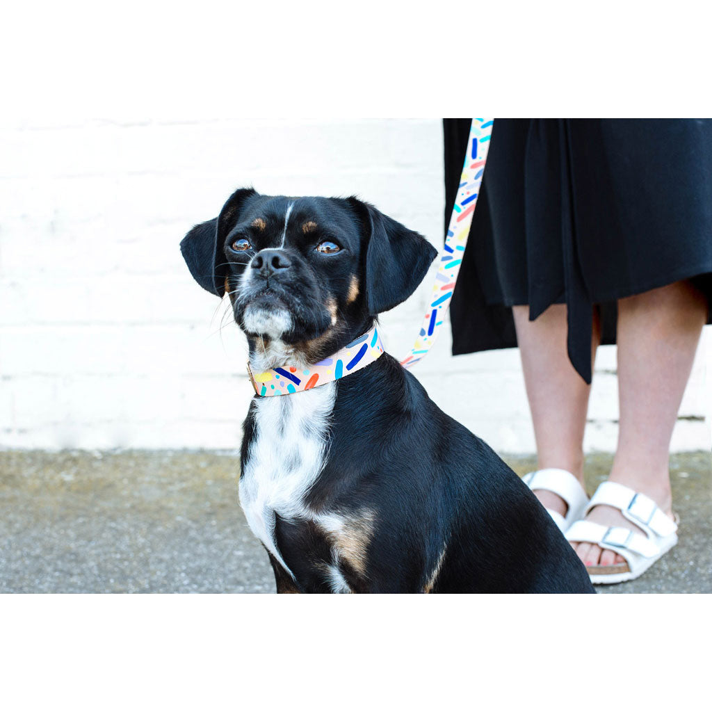 confetti dog collar (multi)