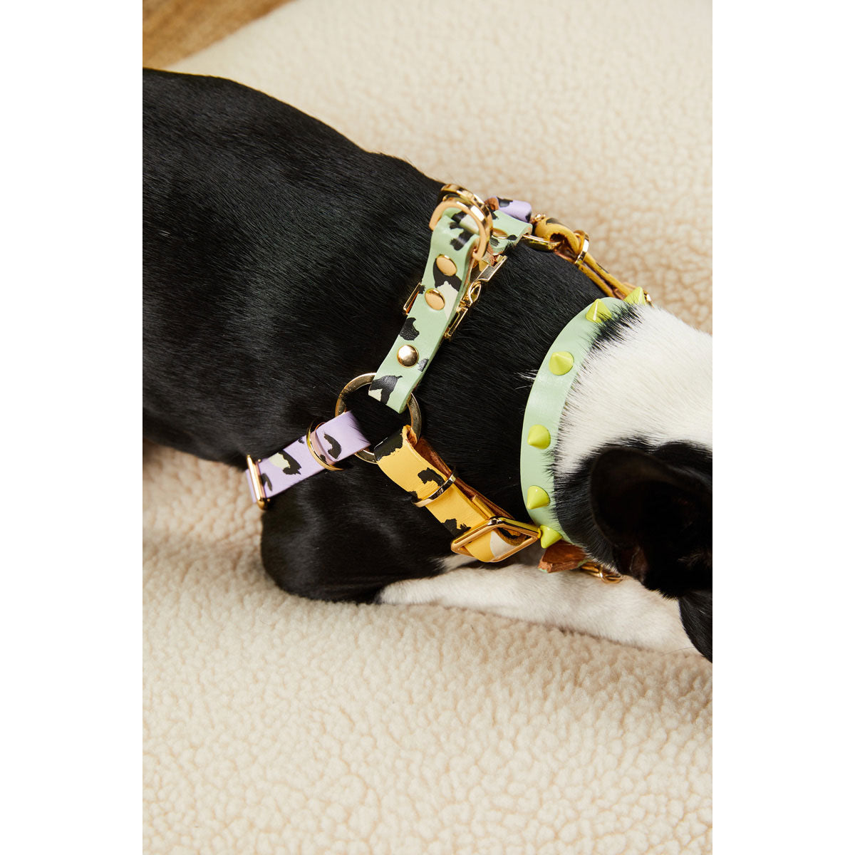 smooth spike dog collar (lime pistachio)