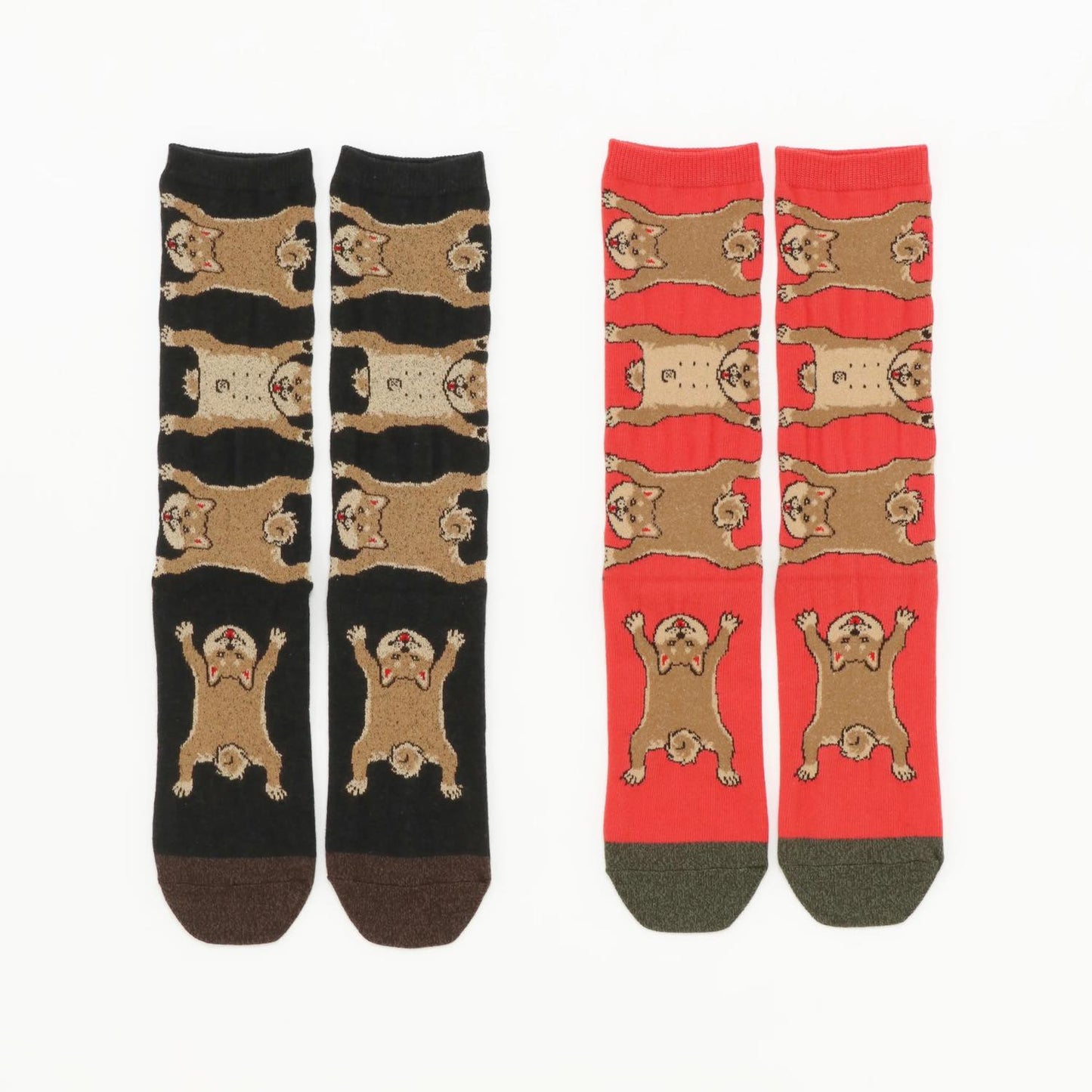 Socks 柴犬