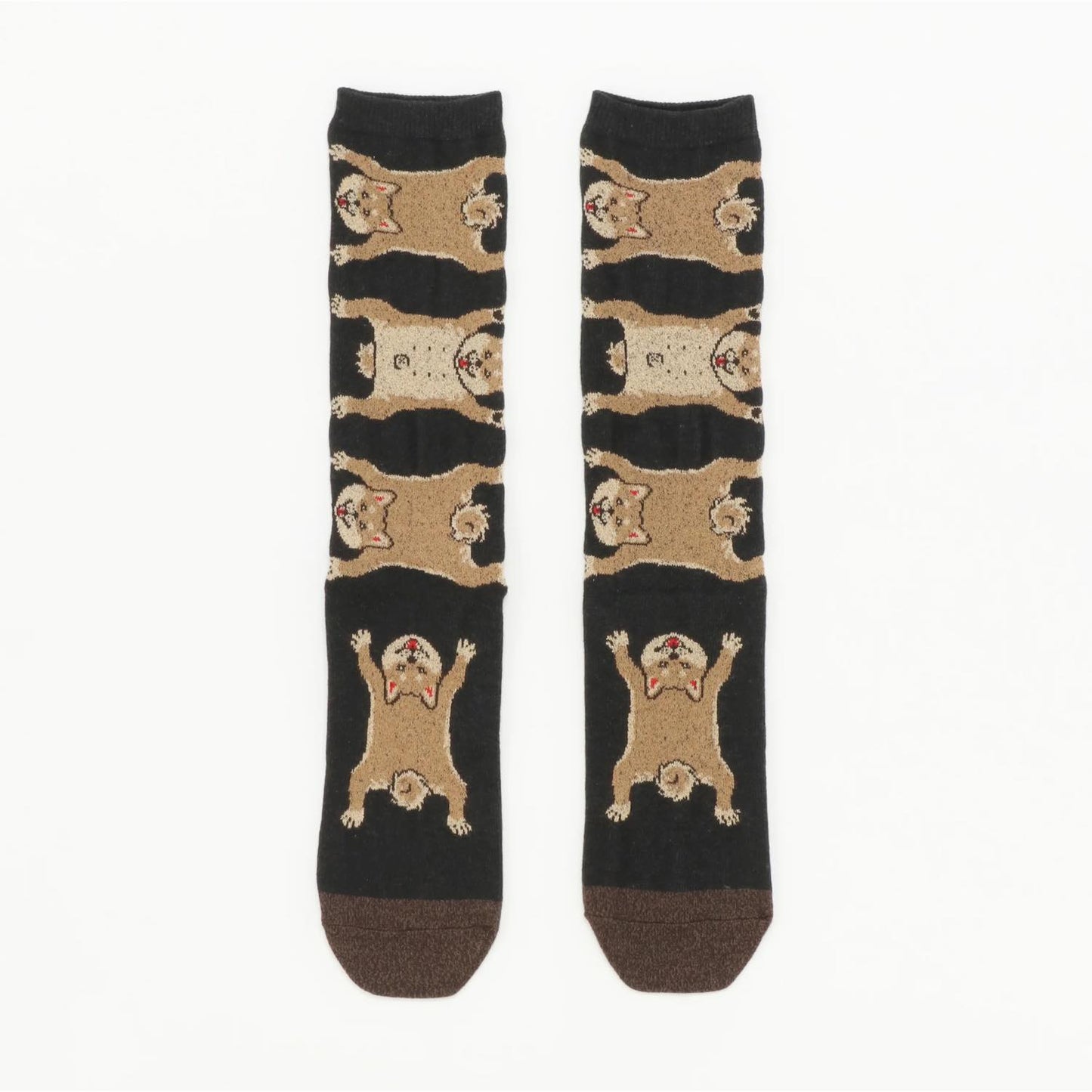 Socks 柴犬