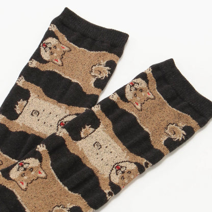 Socks 柴犬
