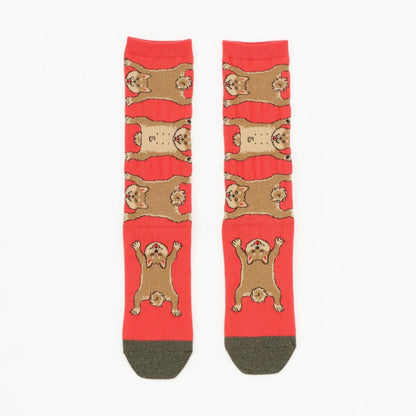 Socks 柴犬