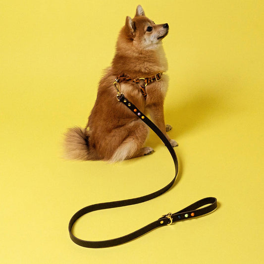 smooth spike dog leash (all sorts)