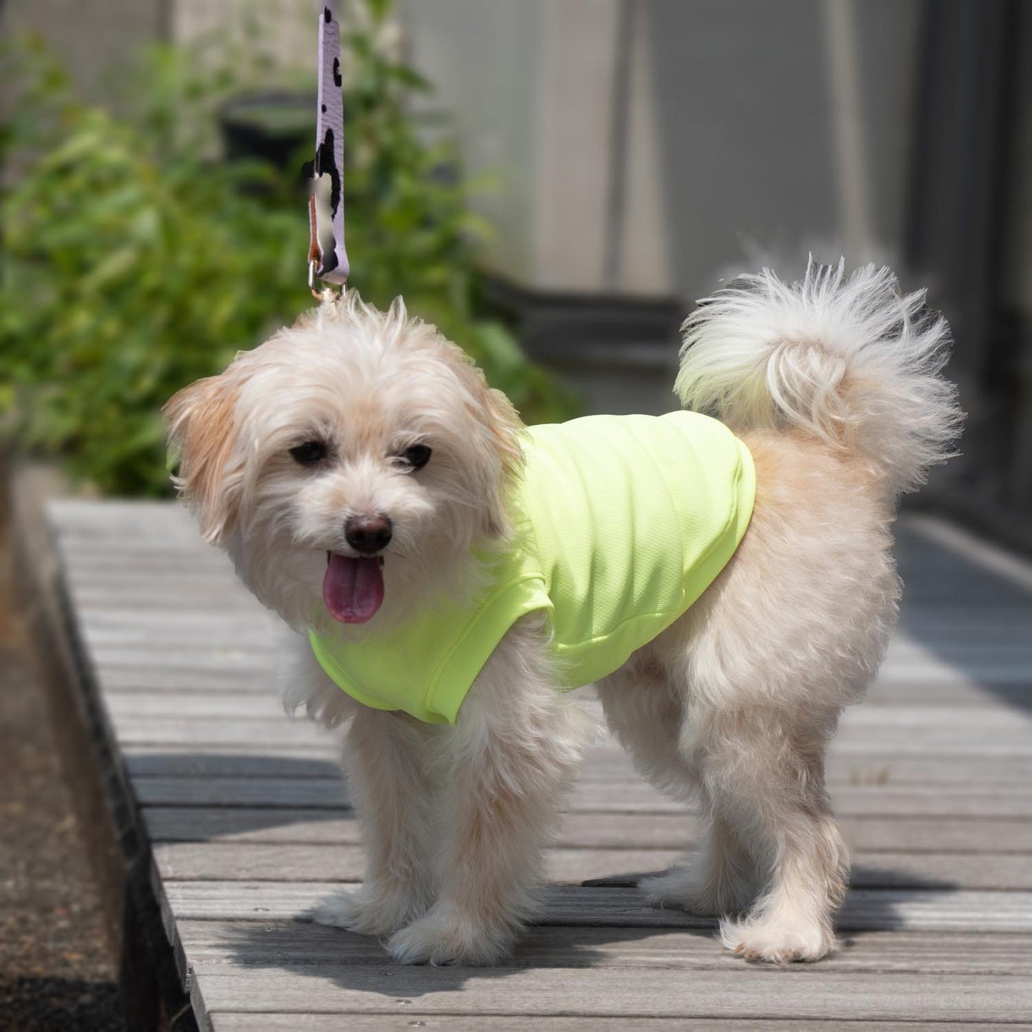 DOG WEAR クーリングタンク ネオンYELLOW