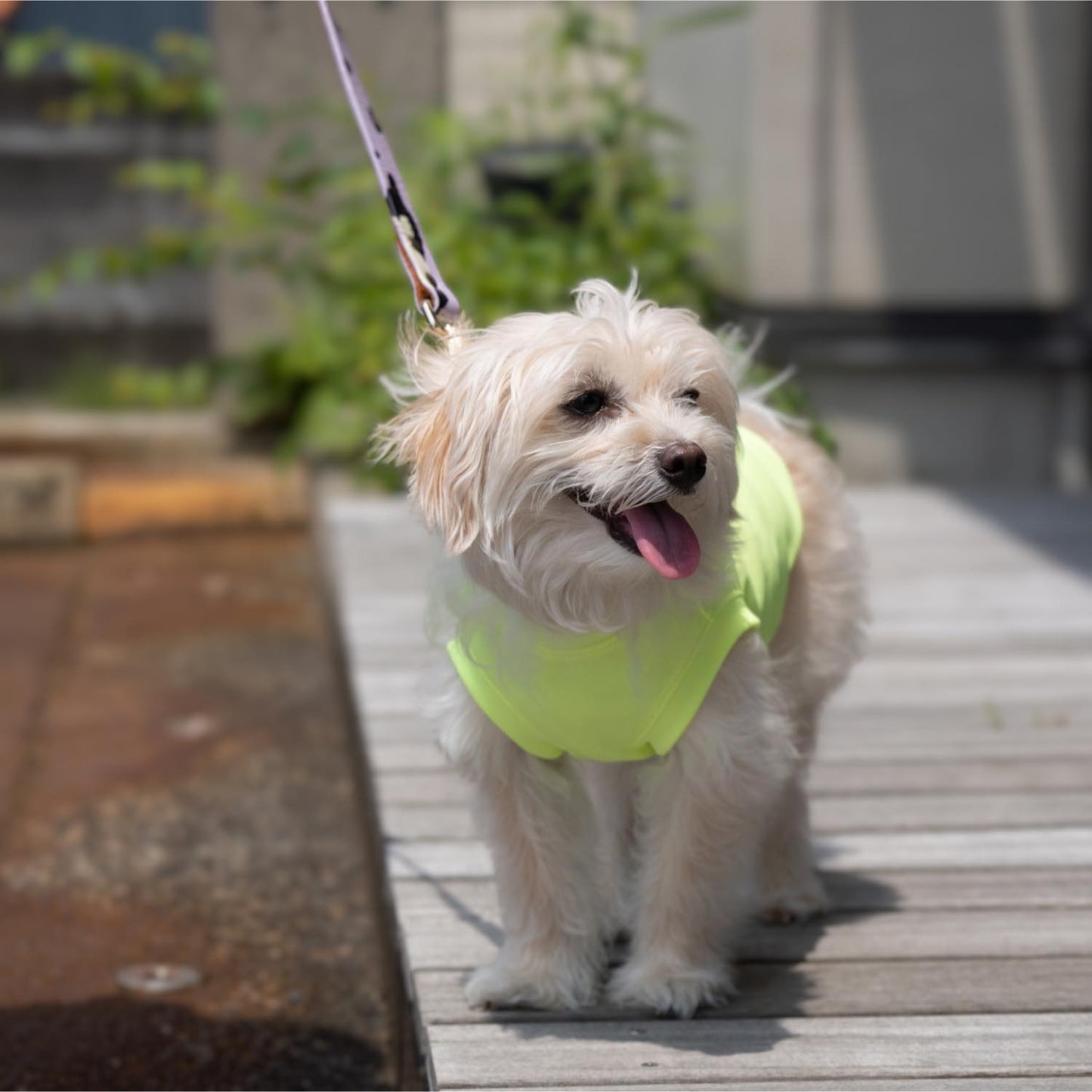DOG WEAR クーリングタンク ネオンYELLOW