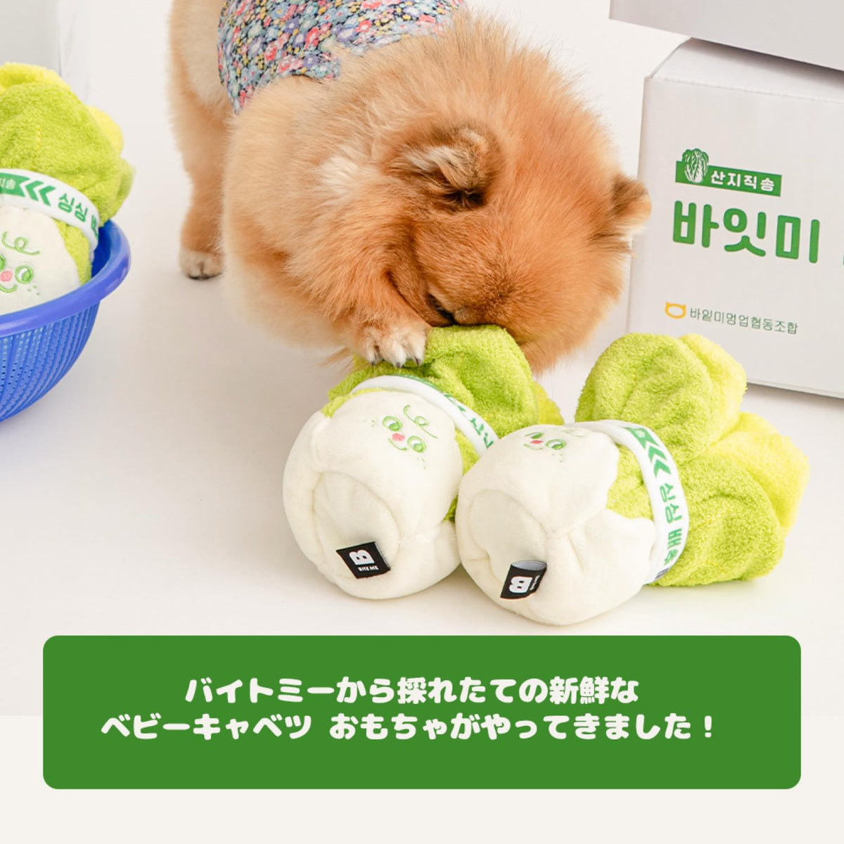フレッシュ ベビーキャベツ ノーズワークトイ