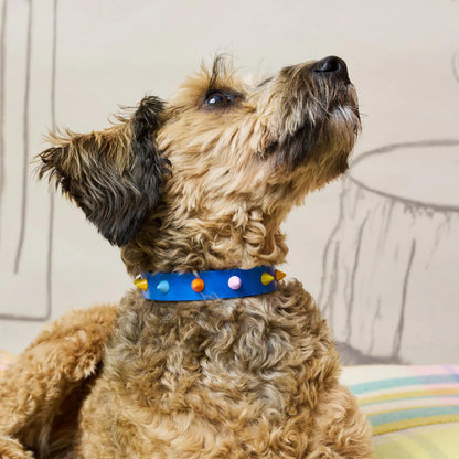 SMOOTH SPIKE DOG COLLAR SALT COAST