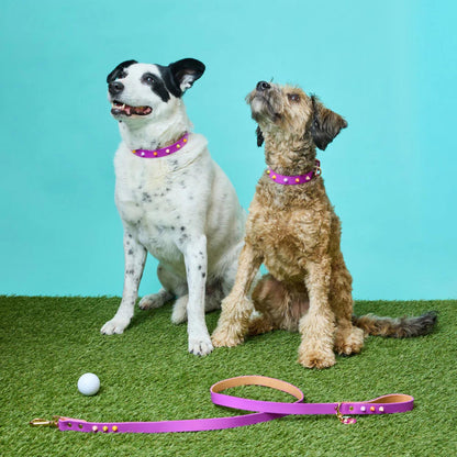 SMOOTH SPIKE DOG COLLAR ULTRA VIOLET
