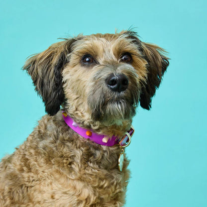 SMOOTH SPIKE DOG COLLAR ULTRA VIOLET