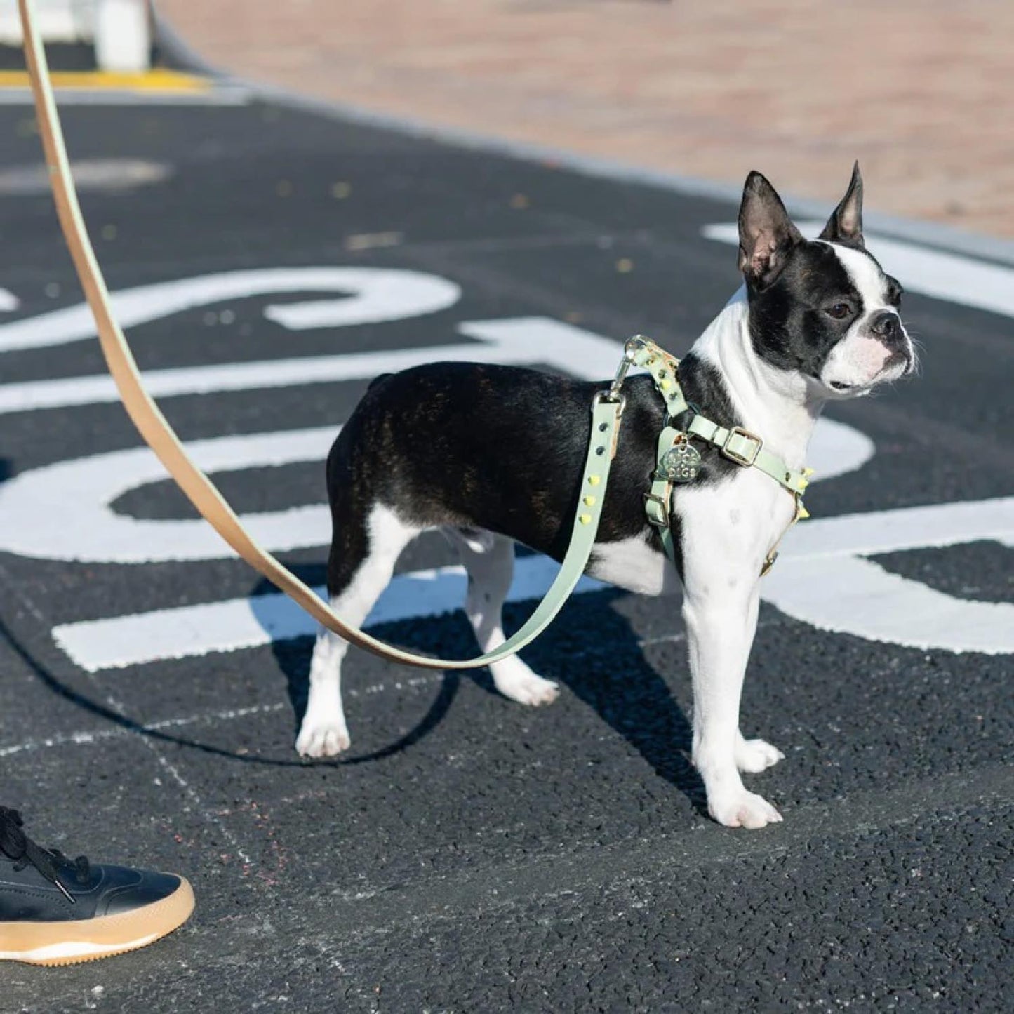 smooth spike dog harness (lime pistachio)