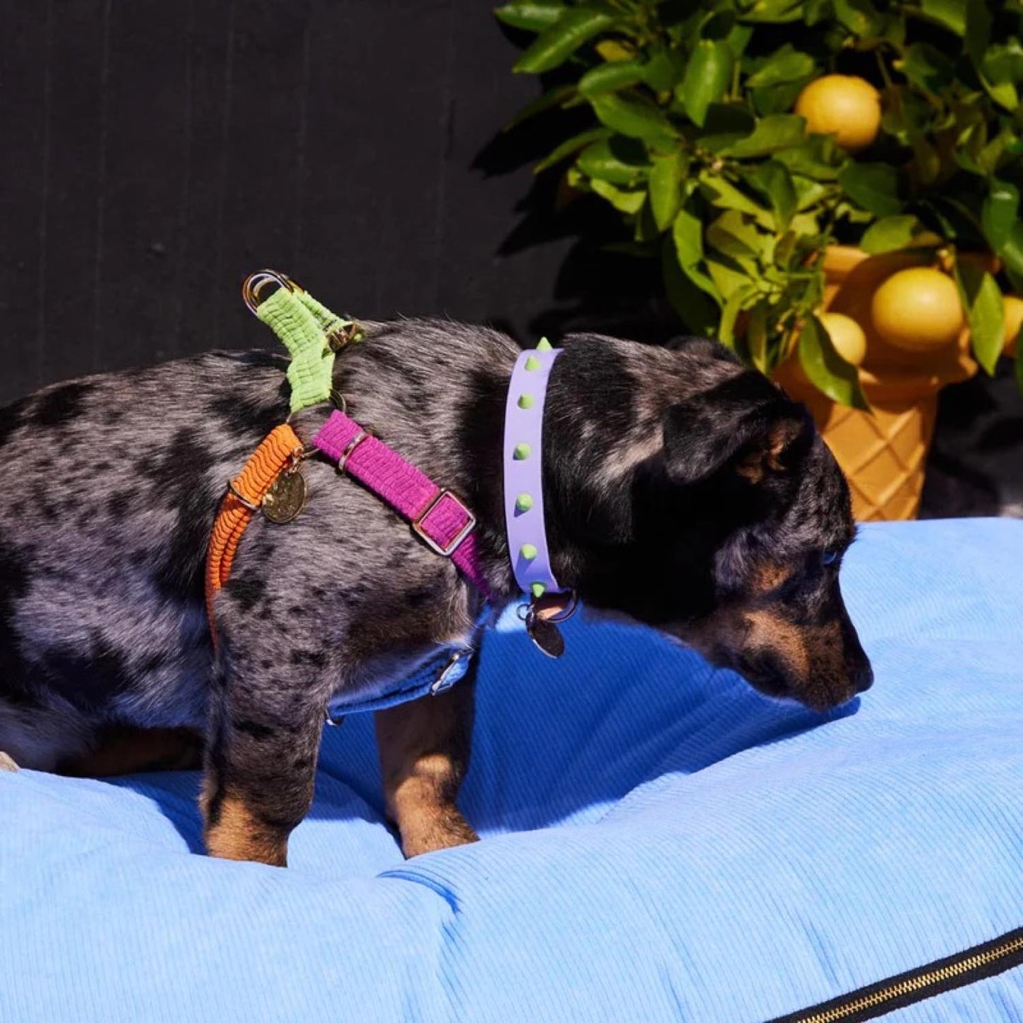 smooth spike dog collar (lime drops)